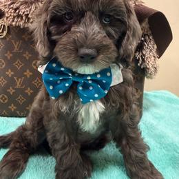 Tim - Merle male Cavapoo puppy in Cooper City, Florida from Jenny La Bone