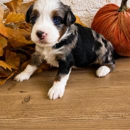 Lainey - female Australian Mountain Doodle puppy in Spanish Fork, Utah from K Brand Doodles