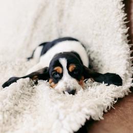 Basset Hound and Dalmatian Puppies from Lazy B Bassets and Dalmatians