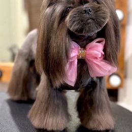 Maymuza - Shih Tzu