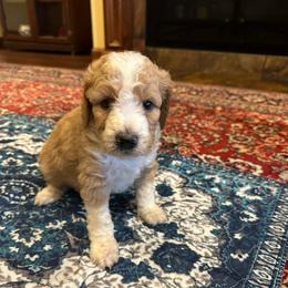 Willie - Brown and white male Bernedoodle puppy in Pauls Valley, Oklahoma from Daisy’s Doodles