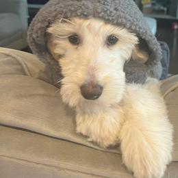 Goldendoodle Puppies from ENC Goldendoodles