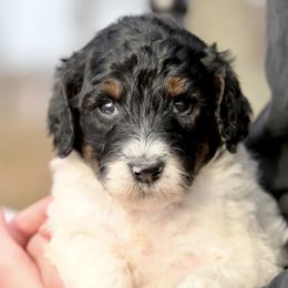 Noel - Parti female Poodle puppy in Grimsley, Tennessee from Above Standard Poodles