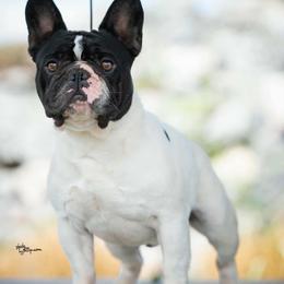 French Bulldog puppies from JT Royalty Puppies PA