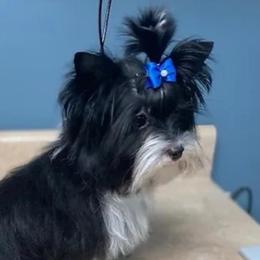Darth - Yorkshire Terrier