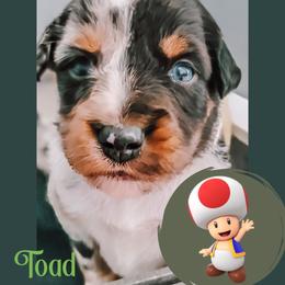 Miniature Australian Shepherd Puppies from Wonderland Aussies