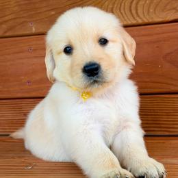 Lexi - Light golden female Golden Retriever puppy in Doniphan, Missouri from Stockford’s Golden Retrievers