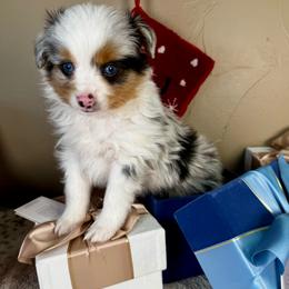 Flurry - Blue merle male Toy Australian Shepherd puppy in Tonasket, Washington from V5 Aussies