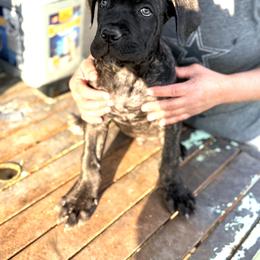 Boy1 - Black male Cane Corso puppy in Granbury, Texas from Revolutions Kennel