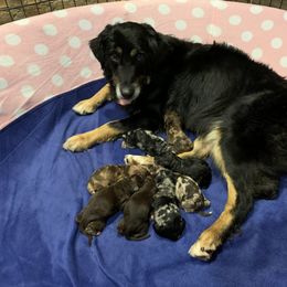Aussiedoodle and Australian Shepherd Puppies from Homestead Aussies & Doodles