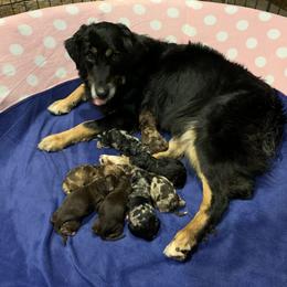 Aussiedoodle and Australian Shepherd Puppies from Homestead Aussies & Doodles
