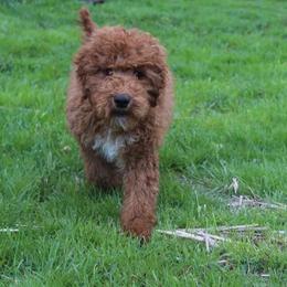 Opie - Poodle