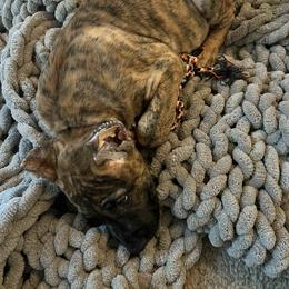 Perro de Presa Canario Puppies from Mesquite Creek Kennels
