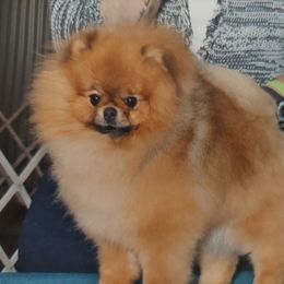 Finnly - Pomeranian