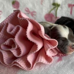 Cockapoo puppies from Designer Puppy Boutique