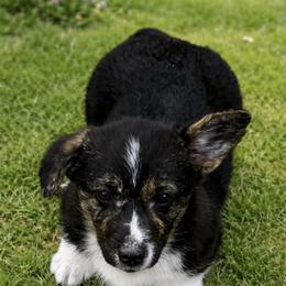 Albert - Black and tan male American Corgi puppy in Washington, Arkansas from Foxy Knoll Farm
