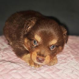 Hope - Red tri female Miniature Australian Shepherd puppy in Owensboro, Kentucky from JnT's Bluegrass Mini Aussies