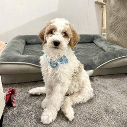 Rudolph - Parti male Goldendoodle puppy in Sugarcreek, Ohio from True Hearted Doodles