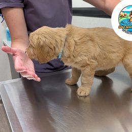 Golden Retriever Puppies from Splish Splash Goldens LLC