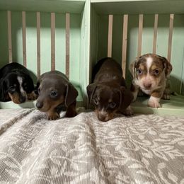 Dachshund Puppies from DachshyVerse