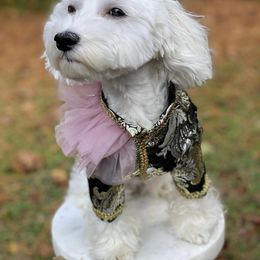 Maltese and Silky Terrier All Grown Up from Silky Malti Puppies