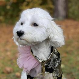 Maltese and Silky Terrier All Grown Up from Silky Malti Puppies