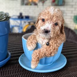 Maple (Bk-Col) - Apricot male Goldendoodle puppy in Eunice, Louisiana from Maison De Pawz