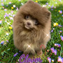 Clover - Pomeranian