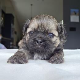 Donnie - Red male Shih Tzu puppy in Lancaster, Ohio from Wandering Tzu