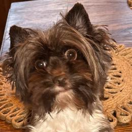 Mocha - Yorkshire Terrier