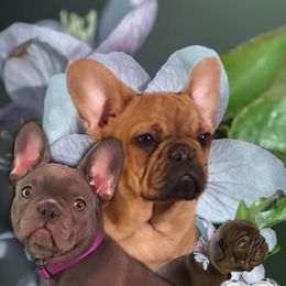 French Bulldog Puppies from Bully For You Kennels