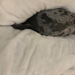 Poppy  - Dachshund