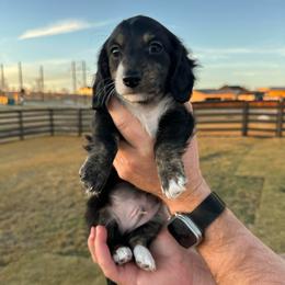 Black and White - Black male Dachshund puppy in Fort Worth, Texas from Honey B’s Doxies