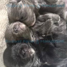 Pomeranian puppies from Endure Farm Inc