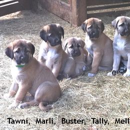 Anatolian Shepherd Dog Puppies from Alaturkay Anatolians since 1987