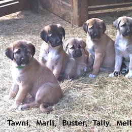 Anatolian Shepherd Dog Puppies from Alaturkay Anatolians since 1987