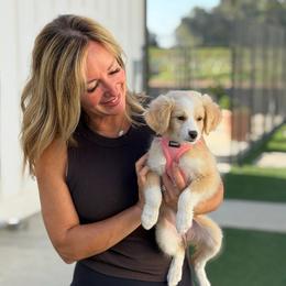 Clove - Yellow and white female Bernedoodle puppy in Yuba City, California from Ranch House Doodles