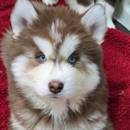 Abraham - Red and white male Siberian Husky puppy in East Tawas, Michigan from BurnsBerg's Woolies