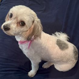 Meera - White female Havanese puppy in The Villages, Florida from Happy Tail Companions