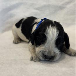 Dark blue boy - Tri-Roan male English Springer Spaniel puppy in Lincoln, Texas from LeeCo. Springers