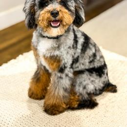 Tommy - Bernedoodle