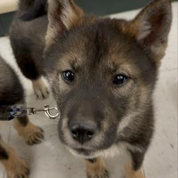Muu-Milgram girl - Black sesame female Shikoku Ken puppy in Tribbey, Oklahoma from Osaka Ninken Shikoku