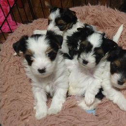 "6 weeks old" Biewer Terrier Puppies from Harbour Town Biewer Terriers