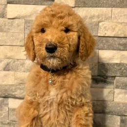Yogi (FKA Neptune) - Apricot Goldendoodle puppy in Philadelphia, Pennsylvania from Philly's Designer Doodles