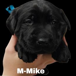 Mike - Black male Dilute Retriever puppy in Sidney, Nebraska from Nebraska Strong Labradors