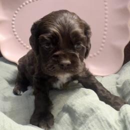 Powers - Brown male Cocker Spaniel puppy in Camp Douglas, Wisconsin from Bluff Country Cockers