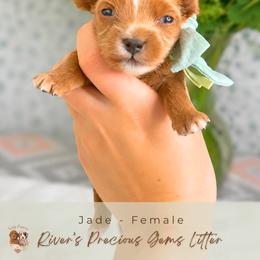 Jade - Apricot female Goldendoodle puppy in Atlanta, Georgia from Teddy Puppies
