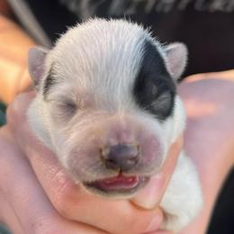 Girl 1 - Blue female Australian Cattle Dog puppy in Irvington, Kentucky from Dry Valley’s Australian Cattle Dogs