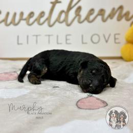 Murphy - Phantom male Bernedoodle puppy in Owasso, Oklahoma from Kallams Bernedoodles & Bernese Mountain Dogs