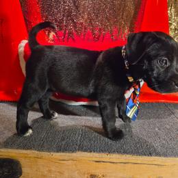 All black male small white spot on back foot - Brindle male Mastiff puppy in Racine, Wisconsin from FrontlineK9 Boarding & Training LLC